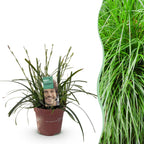 Green boutiQ - Graminées ornementales - Carex oshimensis Intense Green - Vert - 1 Plante - Persistant - Rustique - Pot 17cm Hauteur 50cm
