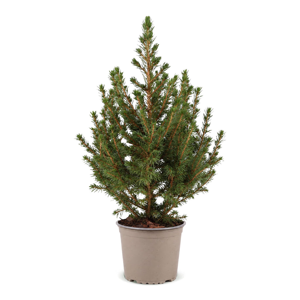 Picea glauca Conica - Dwarf Alberta Spruce - Green - Christmas tree - Ø13cm - ↕45cm