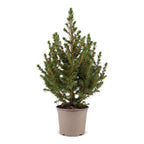 Picea glauca Conica - Dwarf Alberta Spruce - Green - Christmas tree - Ø13cm - ↕45cm