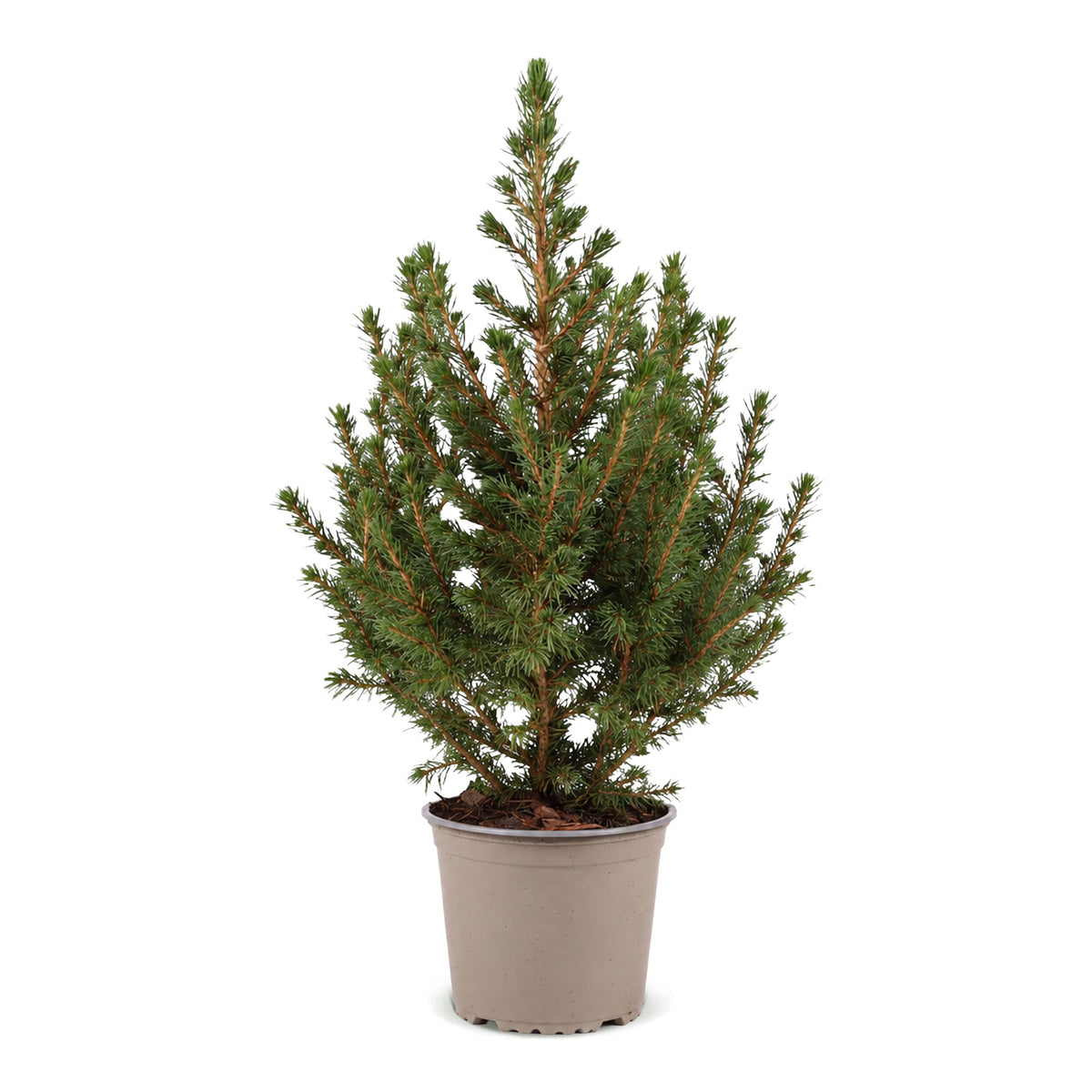 Picea glauca Conica - Dwarf Alberta Spruce - Green - Christmas tree - Ø13cm - ↕45cm