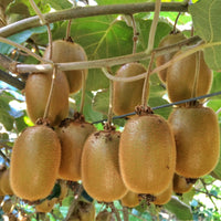 Green boutiQ - Fruitplant - Acitinidia deliciosa Hayward - Kiwiplant - Vrouwelijk - Groene Vrucht - 2 Planten - Pot 15cm - Hoogte 50cm