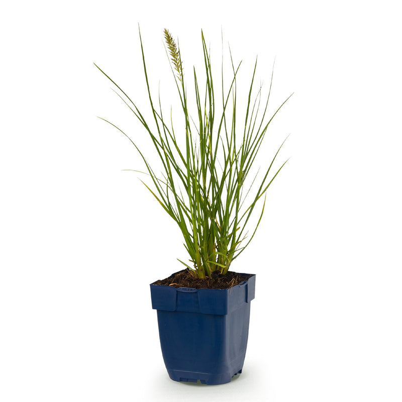 Green boutiQ - Grasses - Pennisetum alop. Little Bunny - Foxtail Grass - With Plum - Green - 1 Plant - Pot 11cm - Height 15-25cm