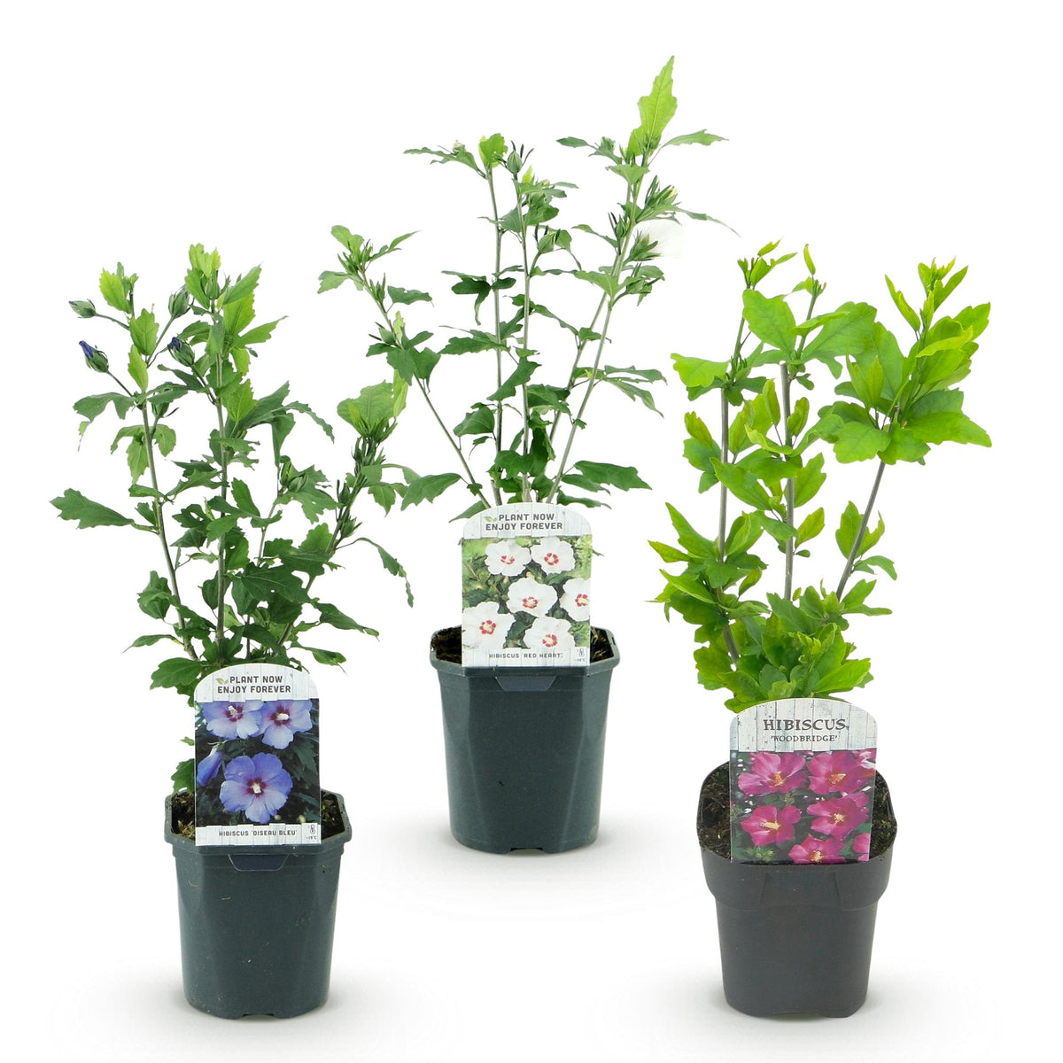 Green boutiQ - Arbustes - Hibiscus syriacus Tricolore - Fleurs rose, blanc et bleu - 3 Plantes - Caduc - Entretien facile - Pot 17cm Hauteur 45cm