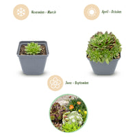 6x - Alpine mix - Ø7cm - ↕10-12cm