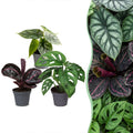 3x Baby Jungle Mix - Various colours - Tropical - Ø6cm - ↕10-15cm