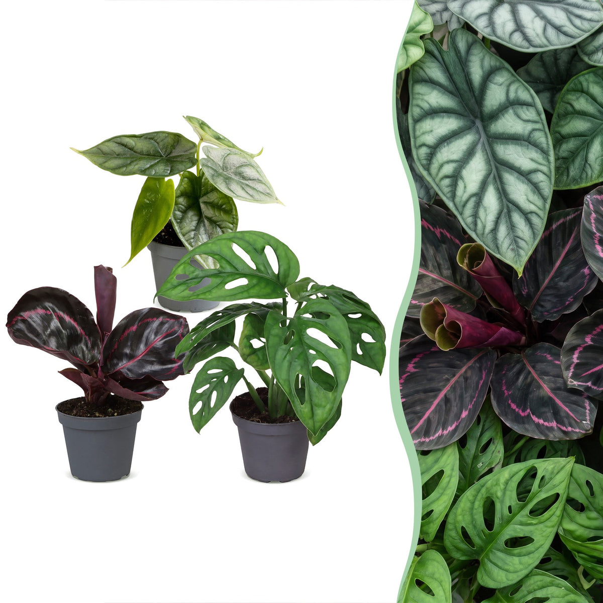 3x Baby Jungle Mix - Various colours - Tropical - Ø6cm - ↕10-15cm