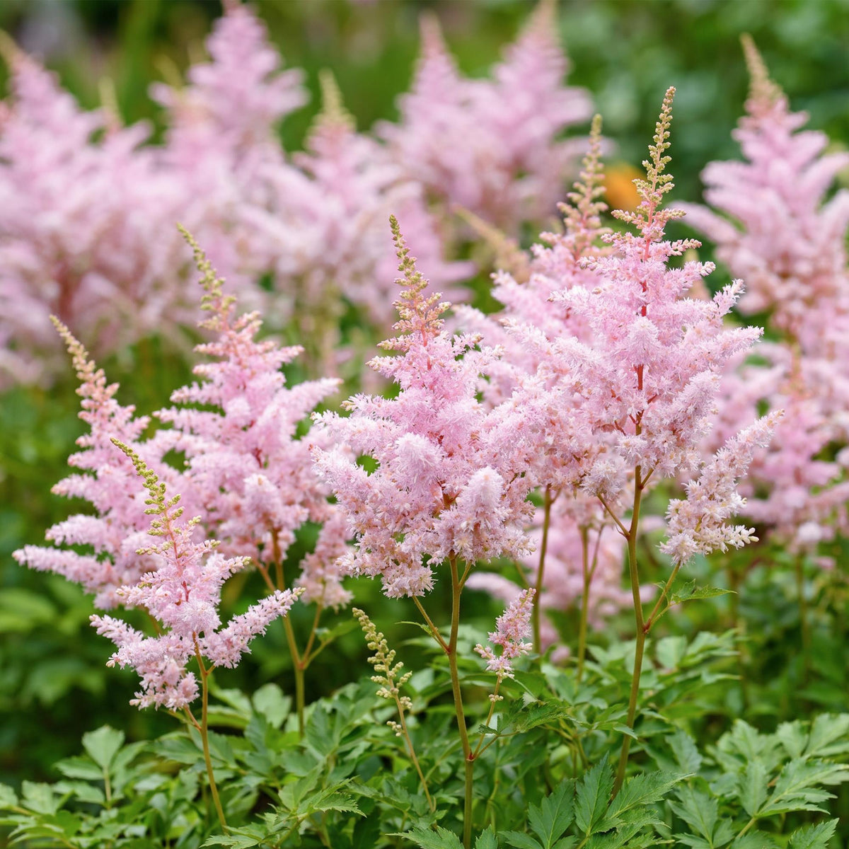 Green boutiQ - Plante vivace - Astilbe (J) Europa - Astilbe - Ombre - Rose - 12 Plantes - Pot 11cm - Hauteur 15-25cm