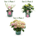 Green boutiQ - Plante de terrasse - Hortensia - Hydrangea Magical Jewel Pink - Rose - 6-10 fleurs - 2 plantes - Pot 23 cm Hauteur 55 cm