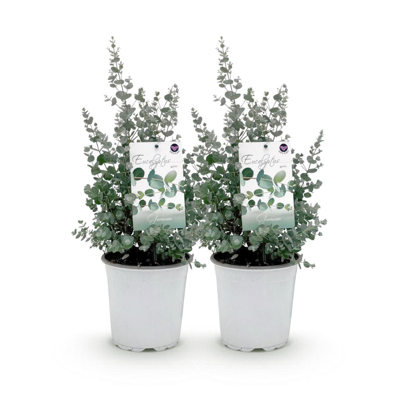 Green boutiQ - Terrasplant - Eucalyptus boom - Eucalyptus gunni  - Grijs - 2 Planten - Winterhard - Pot 17cm Hoogte 40cm