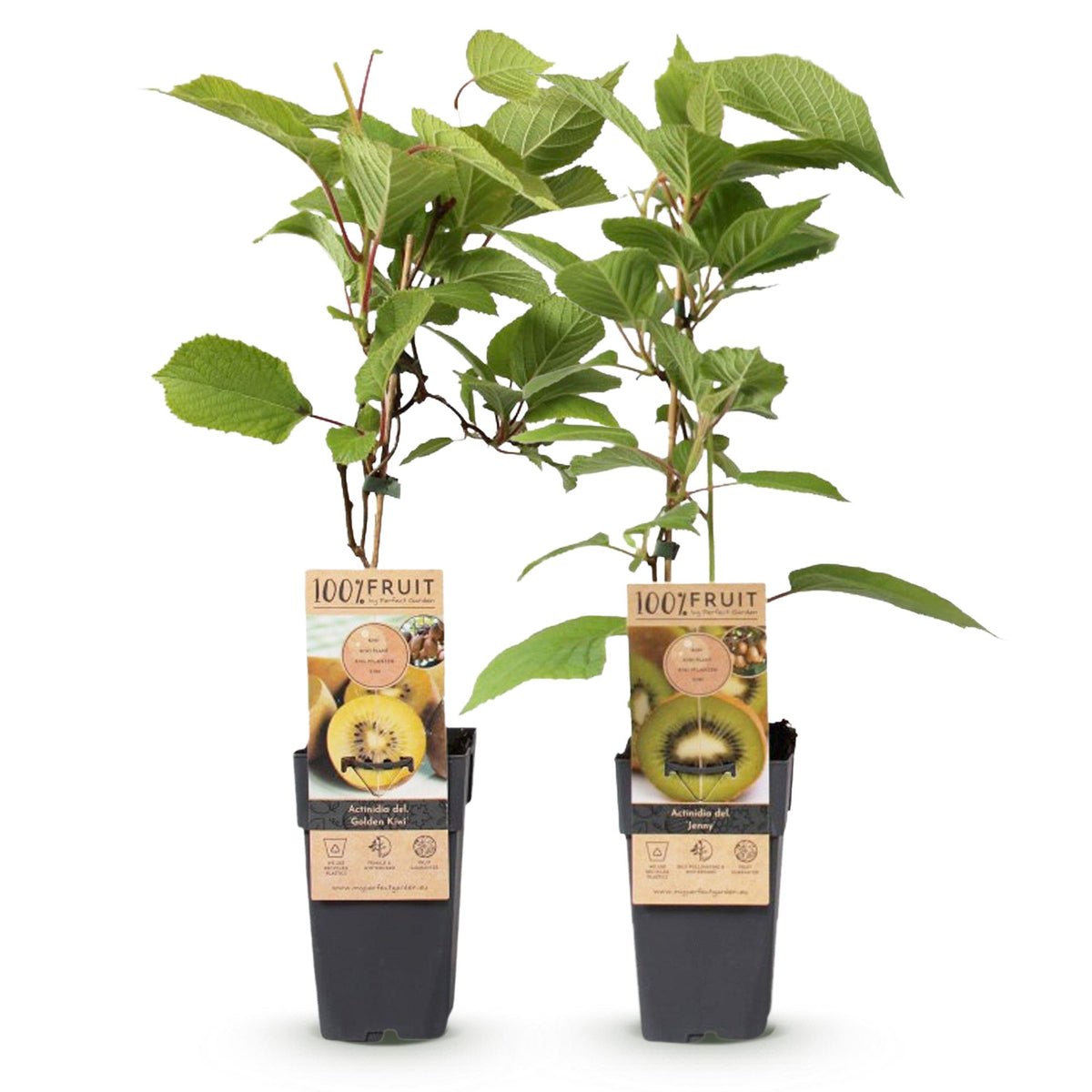 Green boutiQ - Fruitier - Kiwi vert & jaune - Actinidia deliciosa Jenny & Golden Kiwi - 2 plantes - Pot 15cm Hauteur 50cm