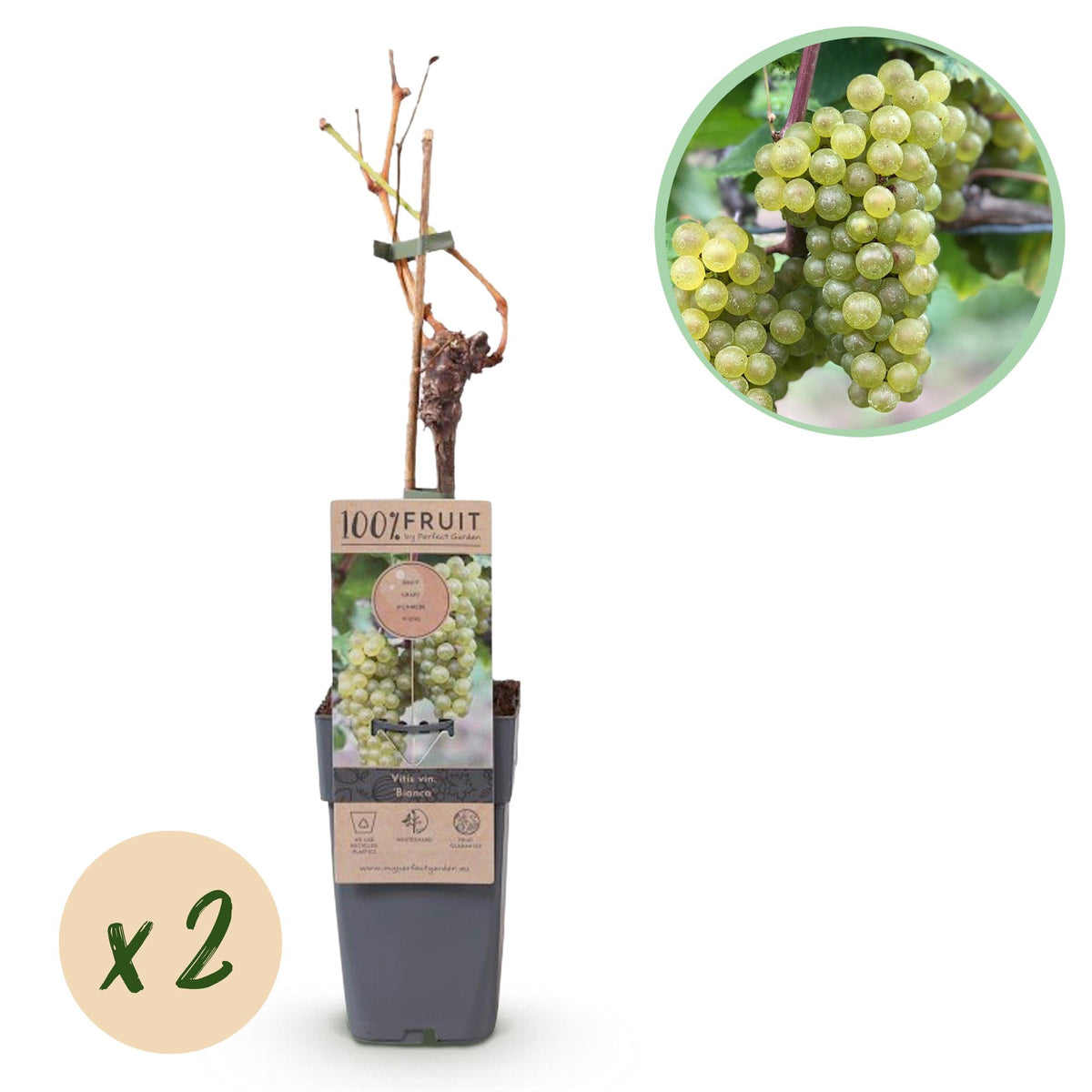 Green boutiQ - Fruitplant - Vitis vinifera Bianca - Druivenplant - Geent - Witte Druif - 2 Planten - Pot 15cm - Hoogte 50cm