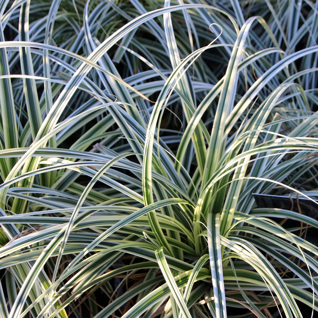 Green boutiQ - Graminées ornementales - Carex oshimensis Everest - Blanc et vert - 4 plantes - Persistant - Peu d'entretien - Pot 17 cm Hauteur 50 cm