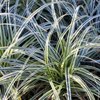 Green boutiQ - Graminées ornementales - Carex oshimensis Everest - Blanc et vert - 4 plantes - Persistant - Peu d'entretien - Pot 17 cm Hauteur 50 cm