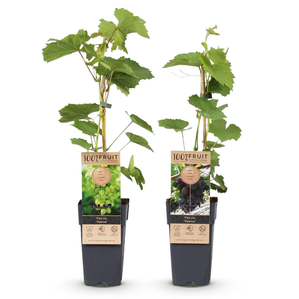 Green boutiQ - Fruitplant - Vitis vinifera Himrod - Vanessa - Druivenplant - Pitarm - Blauw & Witte Druif - 2 Planten - Pot 15cm - Hoogte 50cm