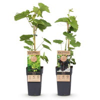 Green boutiQ - Fruitplant - Vitis vinifera Himrod - Vanessa - Druivenplant - Pitarm - Blauw & Witte Druif - 2 Planten - Pot 15cm - Hoogte 50cm