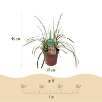 Green boutiQ - Siergrassen - Carex morrowii Ice Dance  - Wit & Groen - 2 Planten - Bladhoudend - Weinig Onderhoud - Pot 17cm Hoogte 50cm