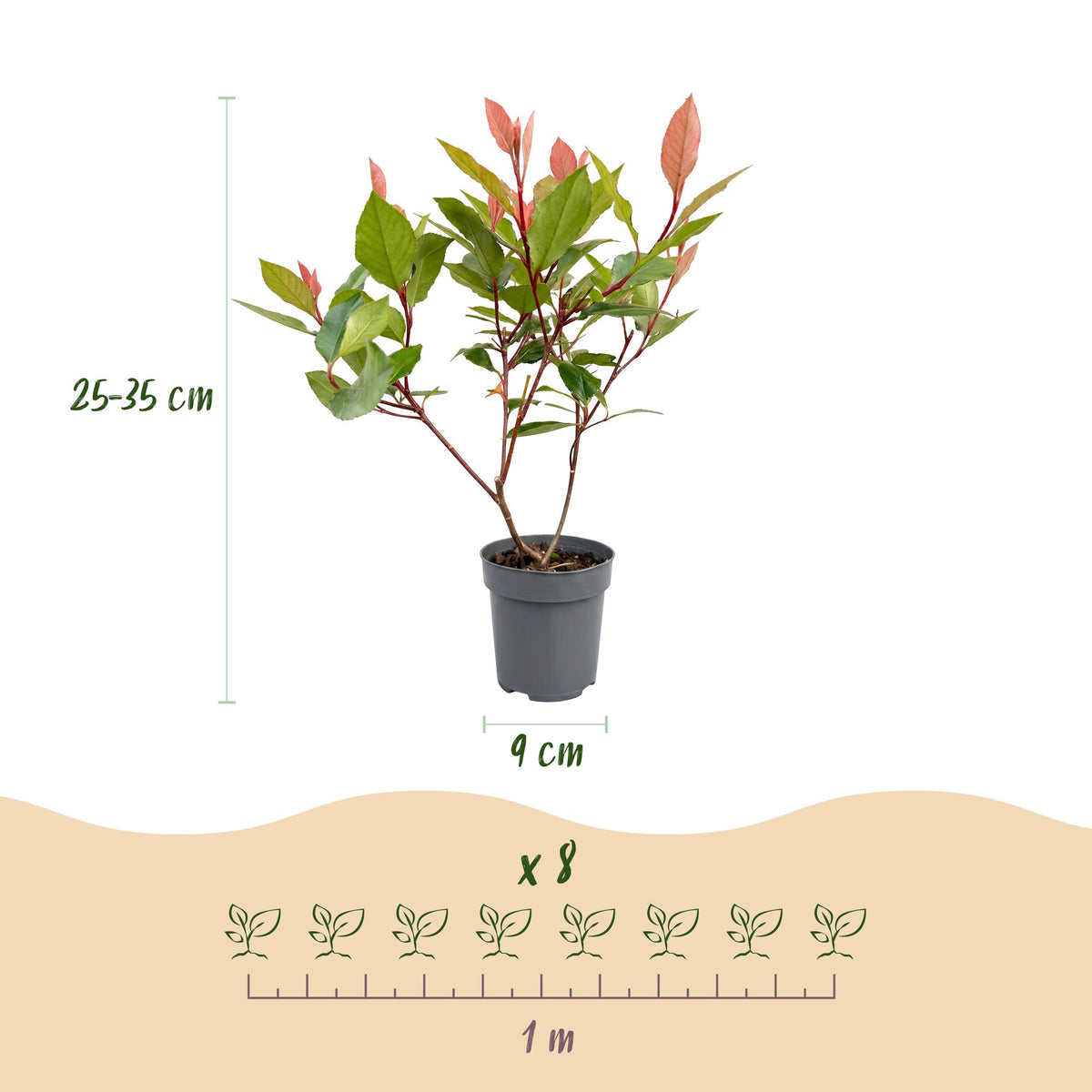 Green boutiQ - 40x Photinia fraseri Little Red Robin - Photinia - Plantes de haie - Persistant - Rouge - Pot 9cm - Hauteur 25-35cm
