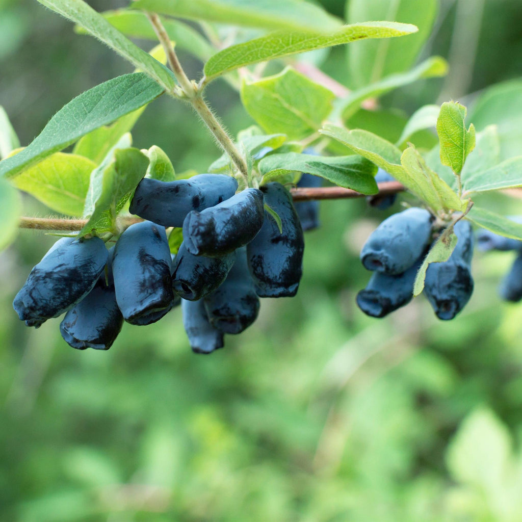 Green boutiQ - Plante fruitière - Lonicera caerulea Kamchatika - Baie de mai - Rustique - Fruit bleu - 2 plantes - Pot 15 cm - Hauteur 50 cm