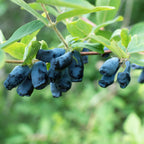 Green boutiQ - Plante fruitière - Lonicera caerulea Kamchatika - Baie de mai - Rustique - Fruit bleu - 2 plantes - Pot 15 cm - Hauteur 50 cm