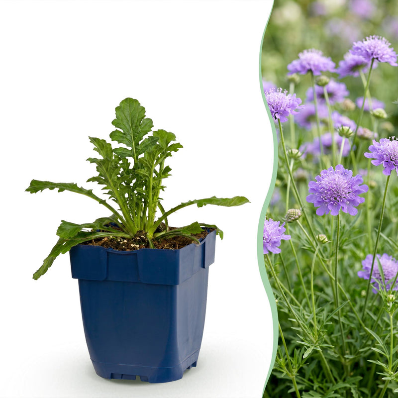 Green boutiQ - Vasteplant - Scabiosa col. Butterfly Blue - Duifkruid - Bijen en Vlinderlokkers - Paars - 1 Plant - Pot 11cm - Hoogte 15-25cm