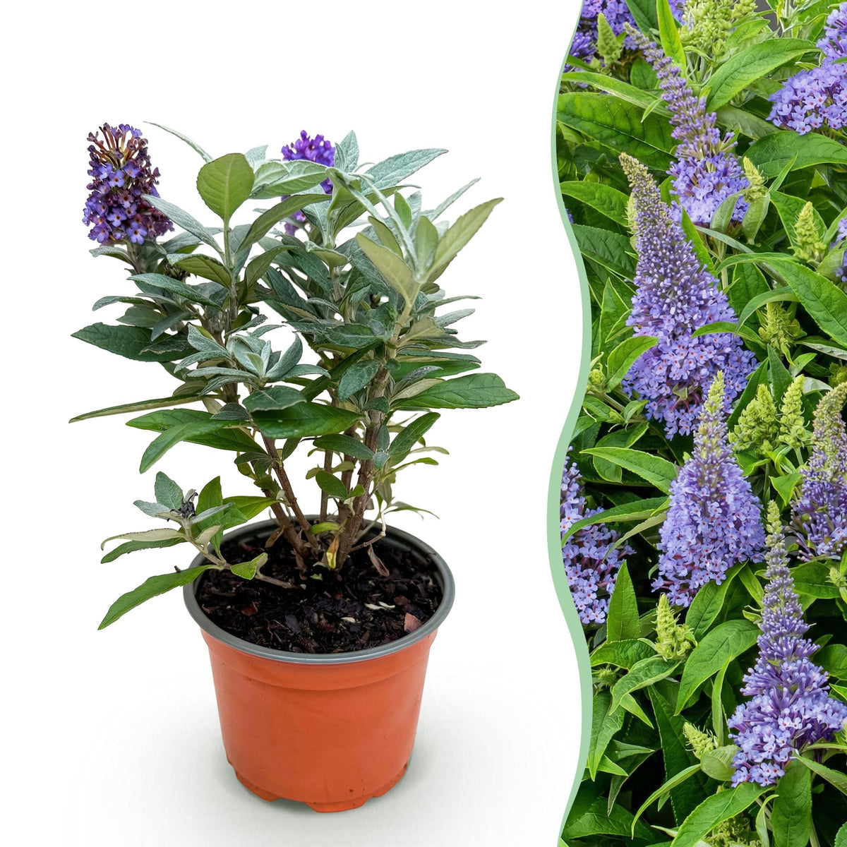 Green boutiQ - Tuinplant - Buddleja davidii Butterfly Candy Little Lila - Vlinderstruik - Compact - Lila - 1 Plant - Pot 12cm - Hoogte 20-25cm