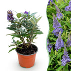 Green boutiQ - Gartenpflanze - Buddleja davidii Butterfly Candy Little Lila - Schmetterlingsflieder - Kompakt - Lila - 1 Pflanze - Topf 12cm - Höhe 20-25cm