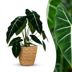 Green boutiQ - Zimmerpflanze - Alocasia Frydek (Elefantenohr) - Grün - Pflegeleicht - 1 Pflanze - mit Korb - Topf 19cm - Höhe 60cm