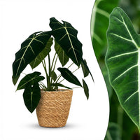 Green boutiQ - Kamerplant - Olifantsoor - Alocasia Frydek - Groen - Weinig onderhoud - 1 Plant - met Mand - Pot 19cm - Hoogte 60cm