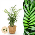 Green boutiQ - Zimmerpflanze - Chamaedorea elegans - Bergpalme - Haustierfreundliche Pflanze - Grün - 4 Pflanzen - mit Korb - Topf 12cm - Höhe 15cm