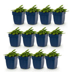 Green boutiQ - Stauden - Stachys Duo - Ziest - Bienen- und Schmetterlingsmagnet - Rosa - Lila - Weiß - 12 Pflanzen - Topf 11cm - Höhe 15-25cm