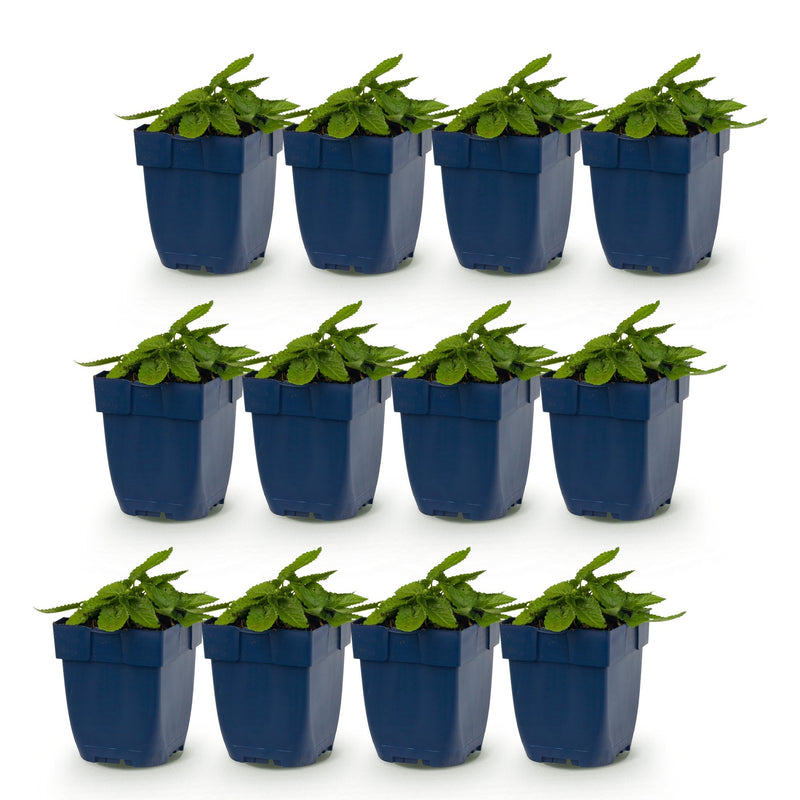 Green boutiQ - Perennial - Stachys Duo - Betony - Bee and butterfly attractors - Pink - Purple - White - 12 Plants - Pot 11cm - Height 15-25cm