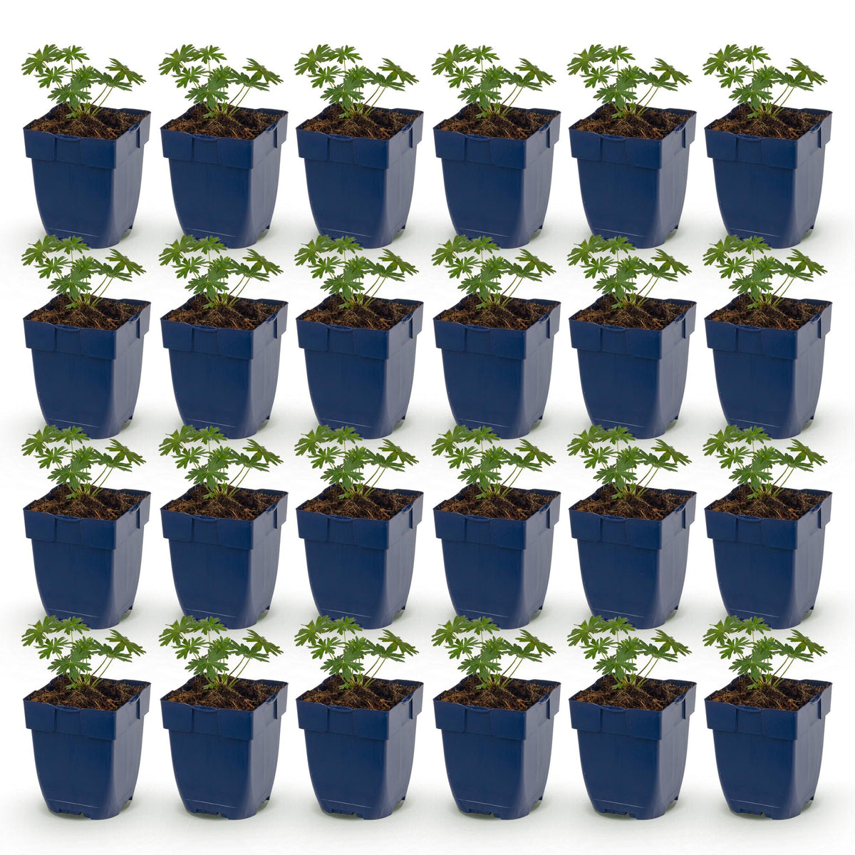 Green boutiQ - Vasteplant - Geranium sang. Album - Ooievaarsbek - Bodembedekkend - Wit - 24 Planten - Pot 11cm - Hoogte 15-25cm