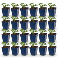 Green boutiQ - Vasteplant - Geranium sang. Album - Ooievaarsbek - Bodembedekkend - Wit - 24 Planten - Pot 11cm - Hoogte 15-25cm