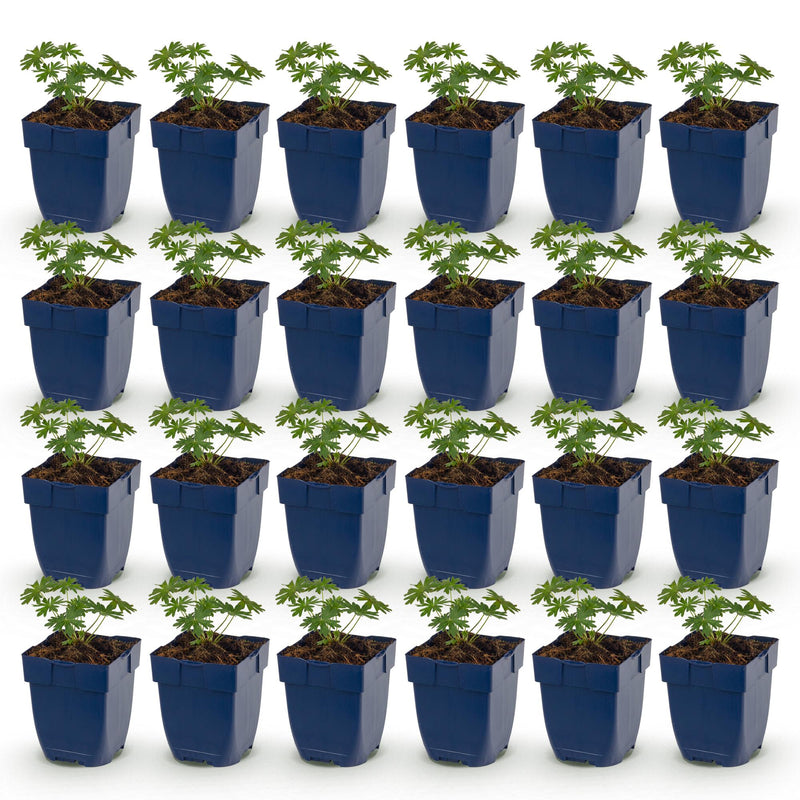 Green boutiQ - Vasteplant - Geranium sang. Album - Ooievaarsbek - Bodembedekkend - Wit - 24 Planten - Pot 11cm - Hoogte 15-25cm