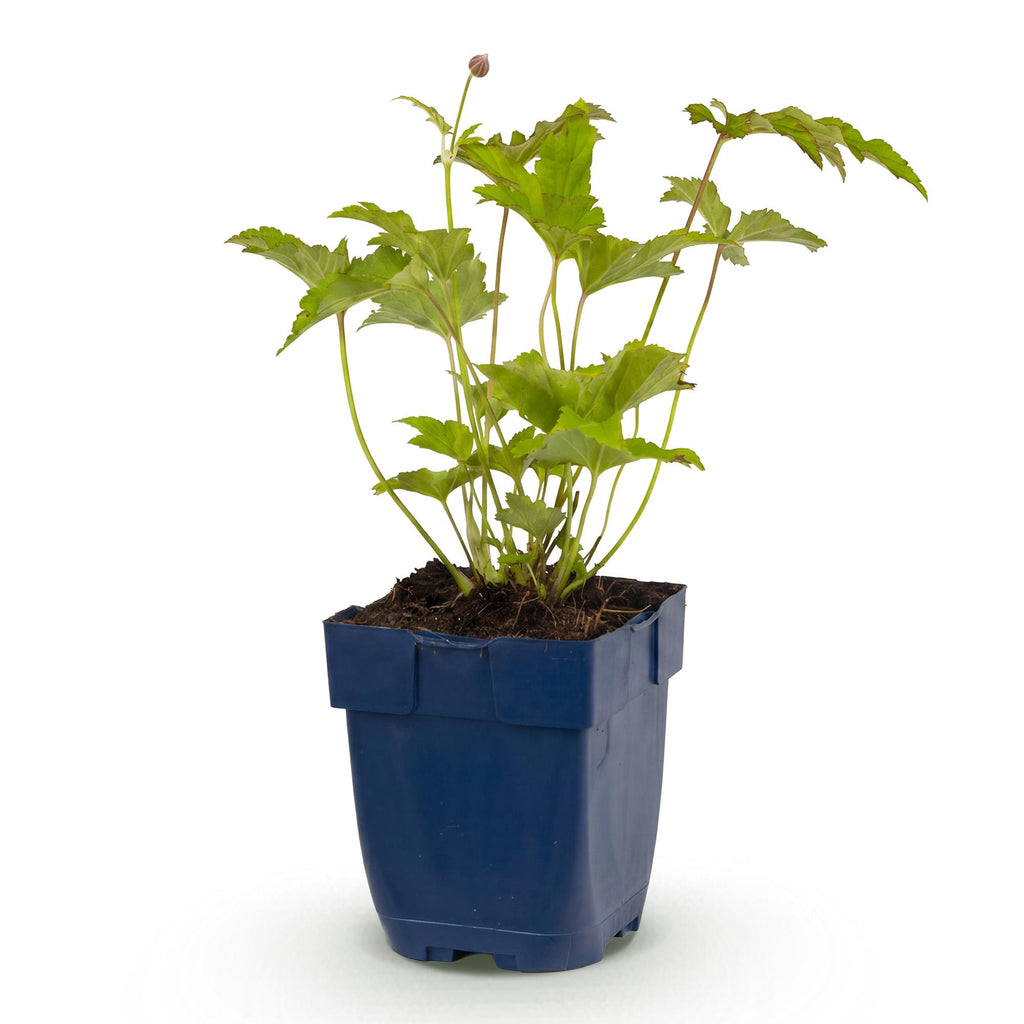 Green boutiQ - Plante vivace - Anemone hybr. Hon. Jobert - Anémone d'automne - Ombre - Blanc - 1 Plante - Pot 11cm - Hauteur 15-25cm