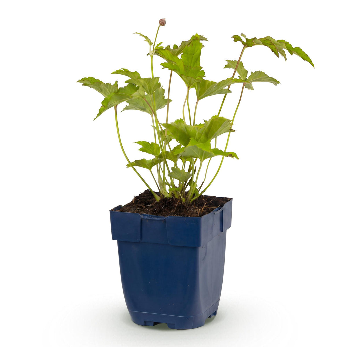 Green boutiQ - Plante vivace - Anemone hybr. Hon. Jobert - Anémone d'automne - Ombre - Blanc - 1 Plante - Pot 11cm - Hauteur 15-25cm