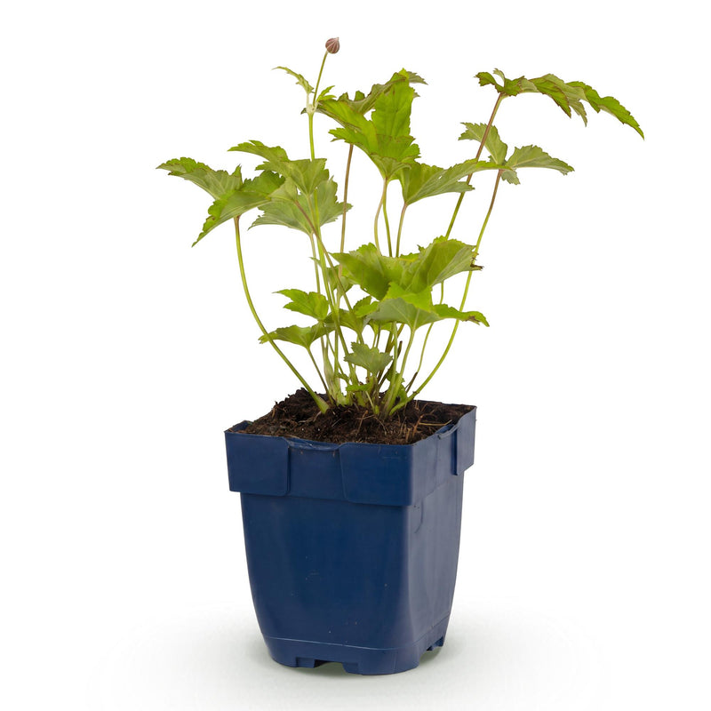 Green boutiQ - Vasteplant - Anemone hybr. Hon. Jobert - Herfst Anemoon - Schaduw - Wit - 1 Plant - Pot 11cm - Hoogte 15-25cm