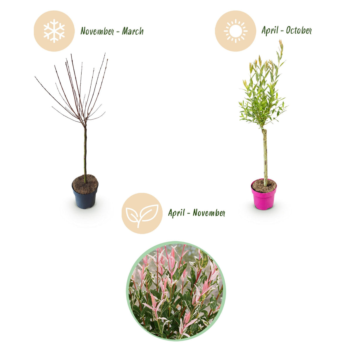 Salix Flamingo - Ø17cm - ↕70-80cm