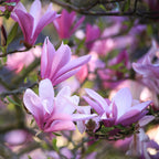 Green boutiQ - Gartenpflanze - Magnolie Betty - Blüte Weiß - 1 Pflanze - Laubabwerfend - Pflegeleicht - Topf 12 cm Höhe 30 cm