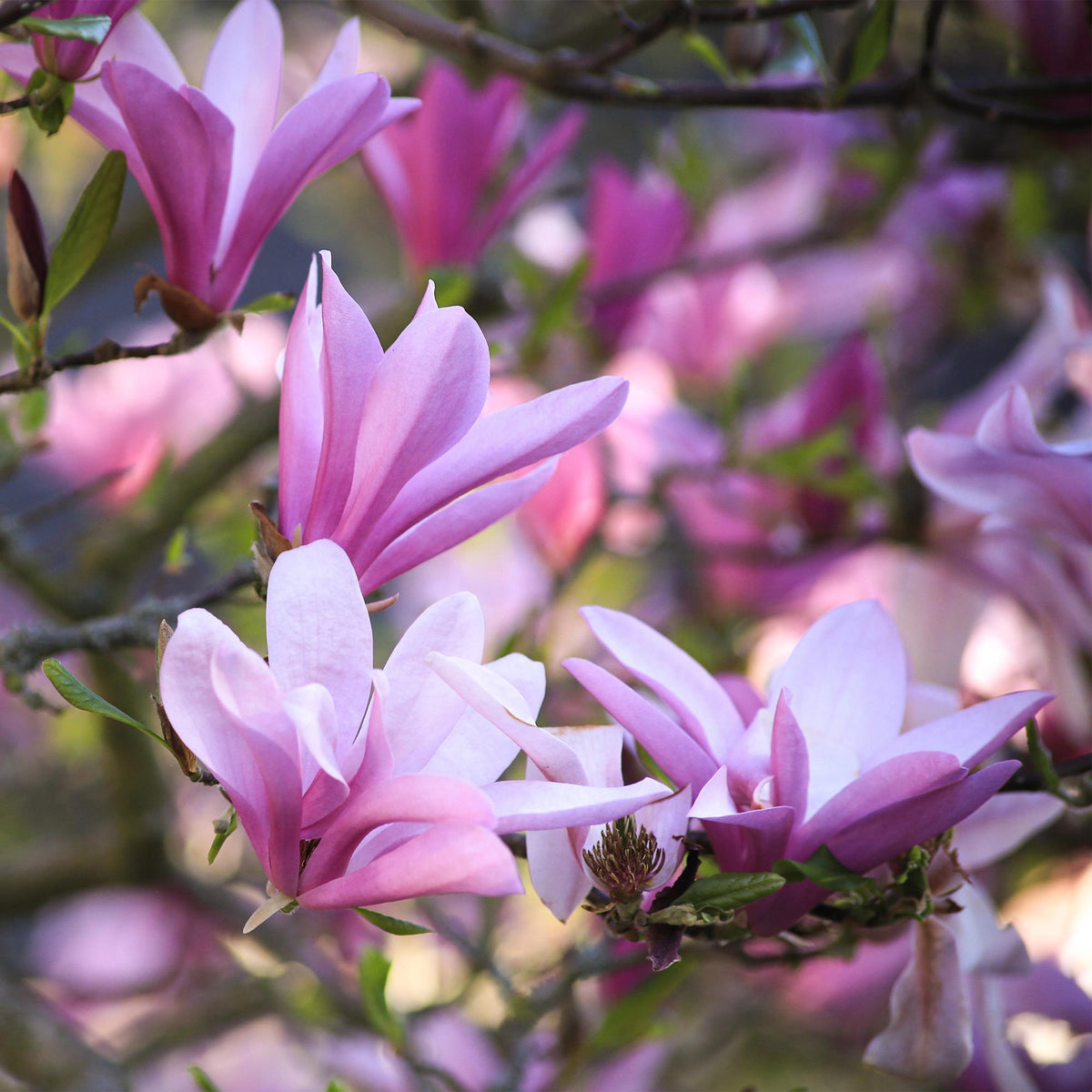 Green boutiQ - Plante de jardin - Magnolia Betty - Fleur blanche - 1 plante - Caduc - Peu d'entretien - Pot 12 cm Hauteur 30 cm