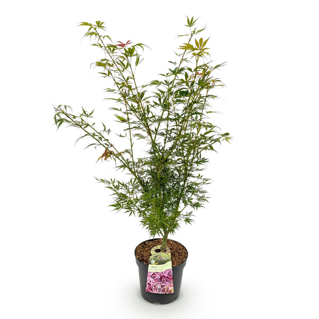 Green boutiQ - Plante de jardin - Acer palmatum Jerre Swarts - Érable du Japon - Caduc - Orange-Rouge - 1 - Pot 26cm - Hauteur 90cm