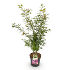 Green boutiQ - Plante de jardin - Acer palmatum Jerre Swarts - Érable du Japon - Caduc - Orange-Rouge - 1 - Pot 26cm - Hauteur 90cm