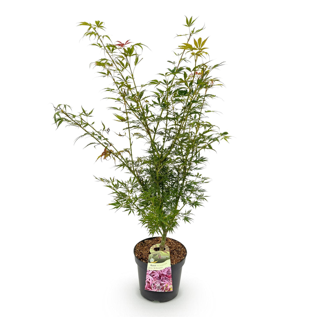 Green boutiQ - Plante de jardin - Acer palmatum Jerre Swarts - Érable du Japon - Caduc - Orange-Rouge - 1 - Pot 26cm - Hauteur 90cm