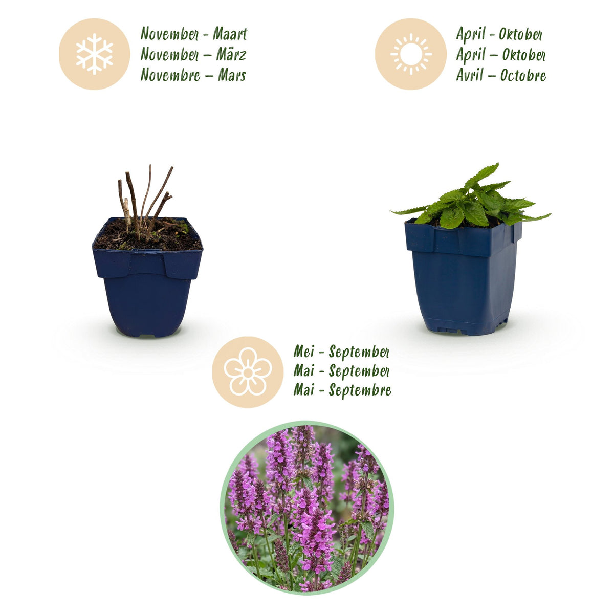 Green boutiQ - Vivace - Stachys mon. Hummelo - Épiaire - Attire les abeilles et les papillons - Violet - 1 Plante - Pot 11cm - Hauteur 15-25cm