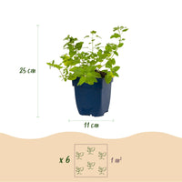 Green boutiQ - Perennial - Nepeta faassenii - Catnip - Bee and butterfly attractors - Purple - 12 Plants - Pot 11cm - Height 15-25cm