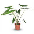 Alocasia Zebrina - Ø 21 cm - Höhe: 70 - 75 cm