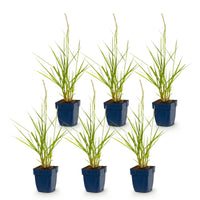 Green boutiQ - Grasses - Pennisetum or. Fairy Tales - Fountain Grass - With Plume - Green - 6 Plants - Pot 11cm - Height 15-25cm