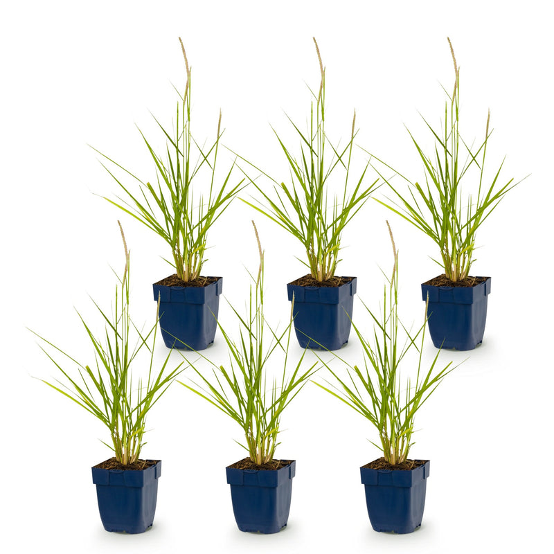 Green boutiQ - Grasses - Pennisetum or. Fairy Tales - Fountain Grass - With Plume - Green - 6 Plants - Pot 11cm - Height 15-25cm