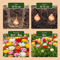 60x Tulipa Double mix - Gevulde tulp mix - Diversen - Voorjaarsbloeier - Bolmaat 11/13