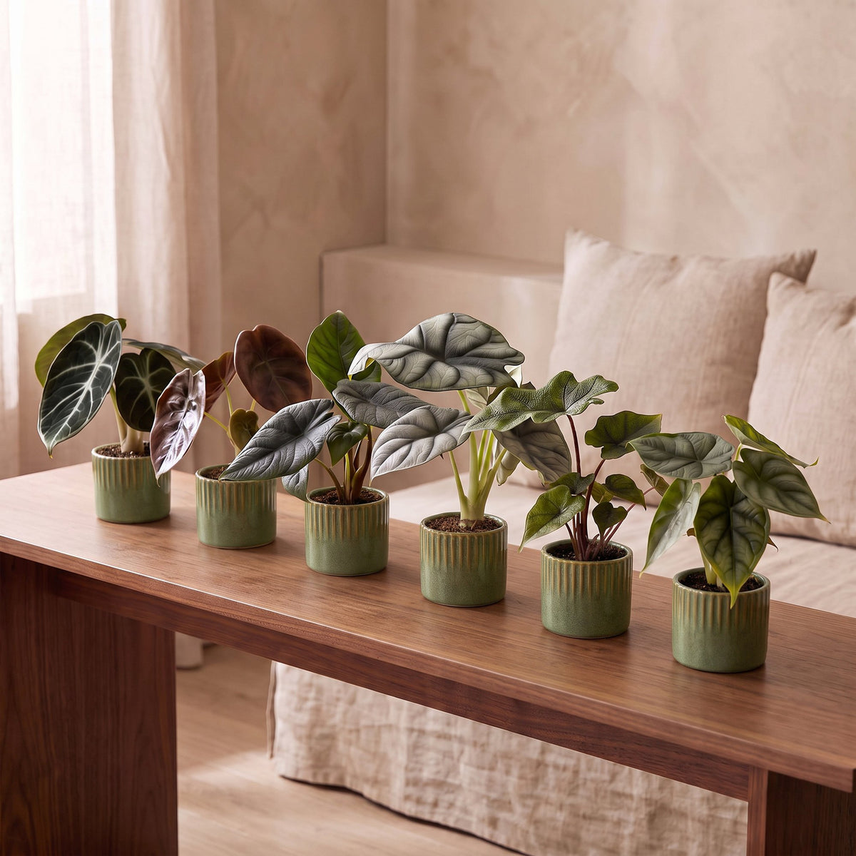 6x Baby Alocasia Familie - Red - Green - Black - Silver - Grey - Tropical - incl. Linnea Olive - Ø6cm - ↕12cm